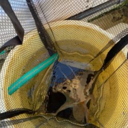 明石　　タコ釣り