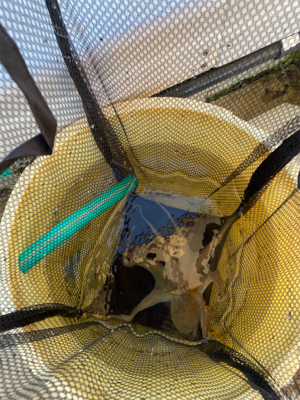 明石　　タコ釣り