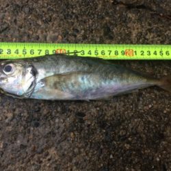 モーニングアジング