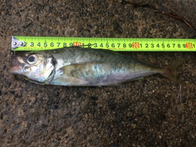 モーニングアジング