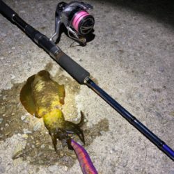 垂水エギング好調！かな？