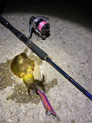 垂水エギング好調！かな？