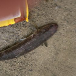 有給使っての釣行!