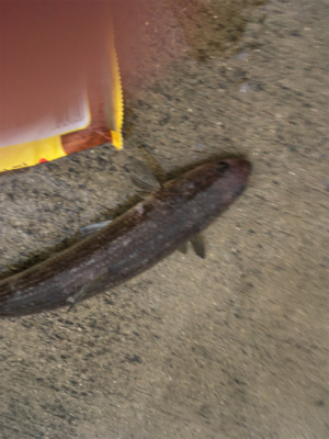 有給使っての釣行!