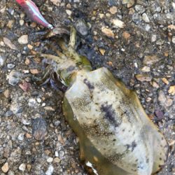 昼間の方がアオリイカが釣れる?(^.^)