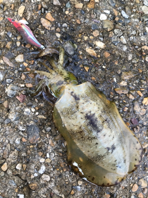 昼間の方がアオリイカが釣れる?(^.^)