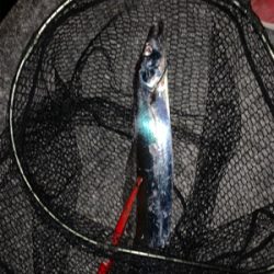 大阪湾　タッチポン陸爆発