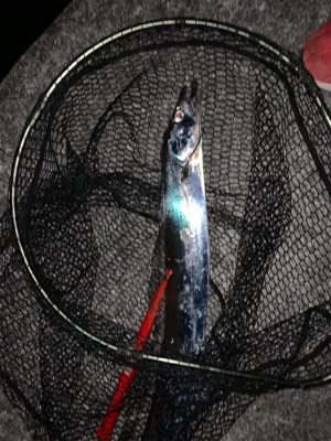 大阪湾　タッチポン陸爆発