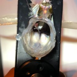 アジング 当たり年