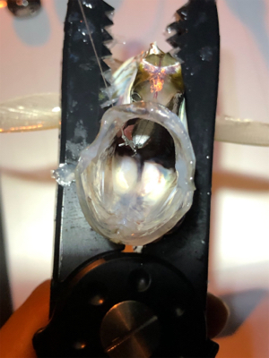 アジング 当たり年