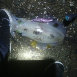 アオリイカ2杯！ジグでもアオリ！？