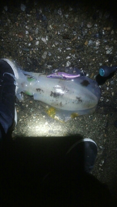 アオリイカ2杯！ジグでもアオリ！？