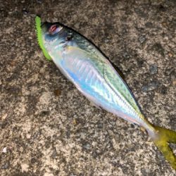 アジ、メバル、サヨリ