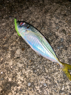 アジ、メバル、サヨリ