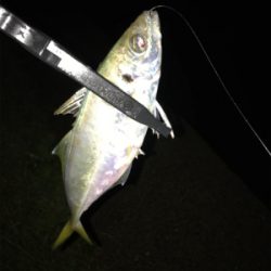 アジを求めて⑪