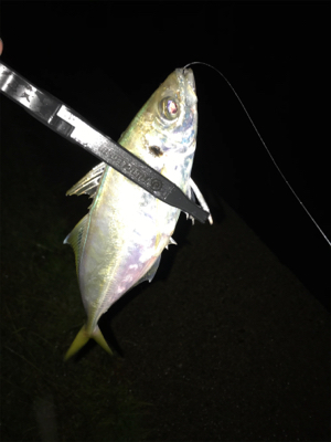 アジを求めて⑪