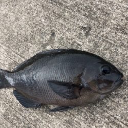 青物やエビ撒き　快調なり