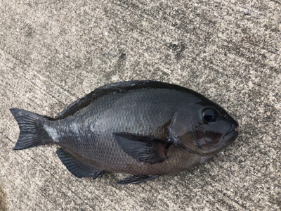 青物やエビ撒き　快調なり