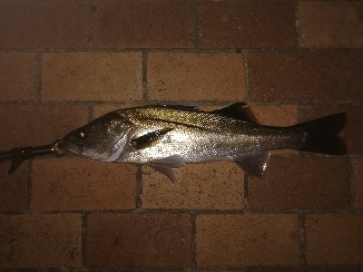 ボイル多いがなかなか食わず