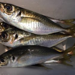 大阪湾奥アジング 中アジのラッシュ！