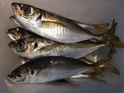 大阪湾奥アジング 中アジのラッシュ！