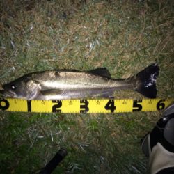 ボイルが出た少しの時合い