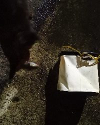 アジング練習 45