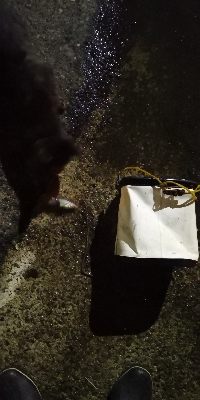 アジング練習 45