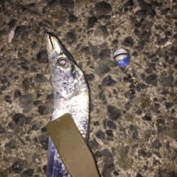 太刀魚の仕掛けでデカ鯵も釣れた！