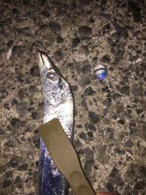 太刀魚の仕掛けでデカ鯵も釣れた！