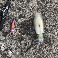 シマノエギングパーティー