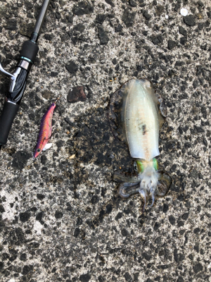 シマノエギングパーティー