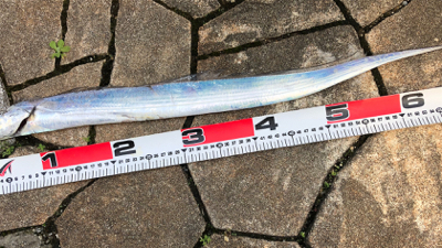 初タチウオ❗️…