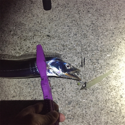 大阪湾奥ワインド 今季初タチ☆