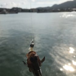 恵曇港初ライトゲーム