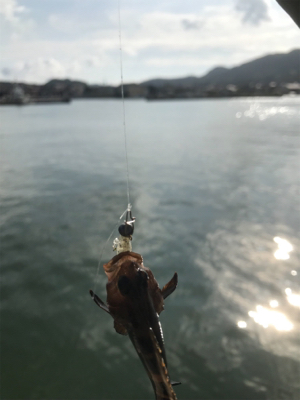 恵曇港初ライトゲーム