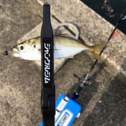 アジを求めて⑫