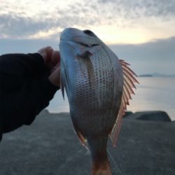 投げ釣りで真鯛