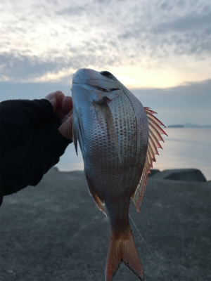 投げ釣りで真鯛