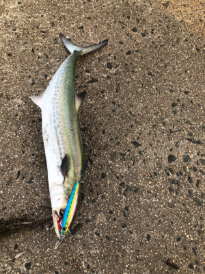 昼からのジギング*エギング‼︎