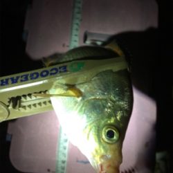 一カ月ぶりのアジング