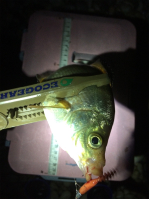 一カ月ぶりのアジング