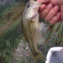 ターンオーバー桜池