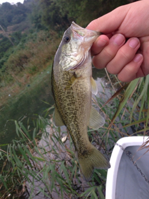 ターンオーバー桜池