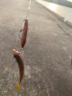 難し〜ぃ太刀魚釣り