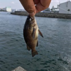 エビ撒き釣り
