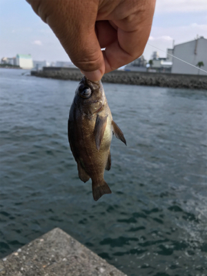エビ撒き釣り