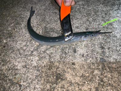 アジ、サヨリ③