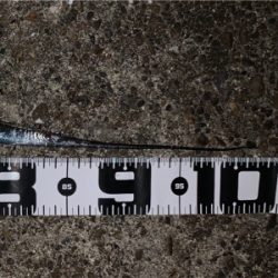 今季初物ドラゴン！