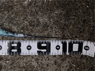 今季初物ドラゴン！